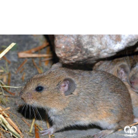 گونه ول گونتر Guenthers Vole